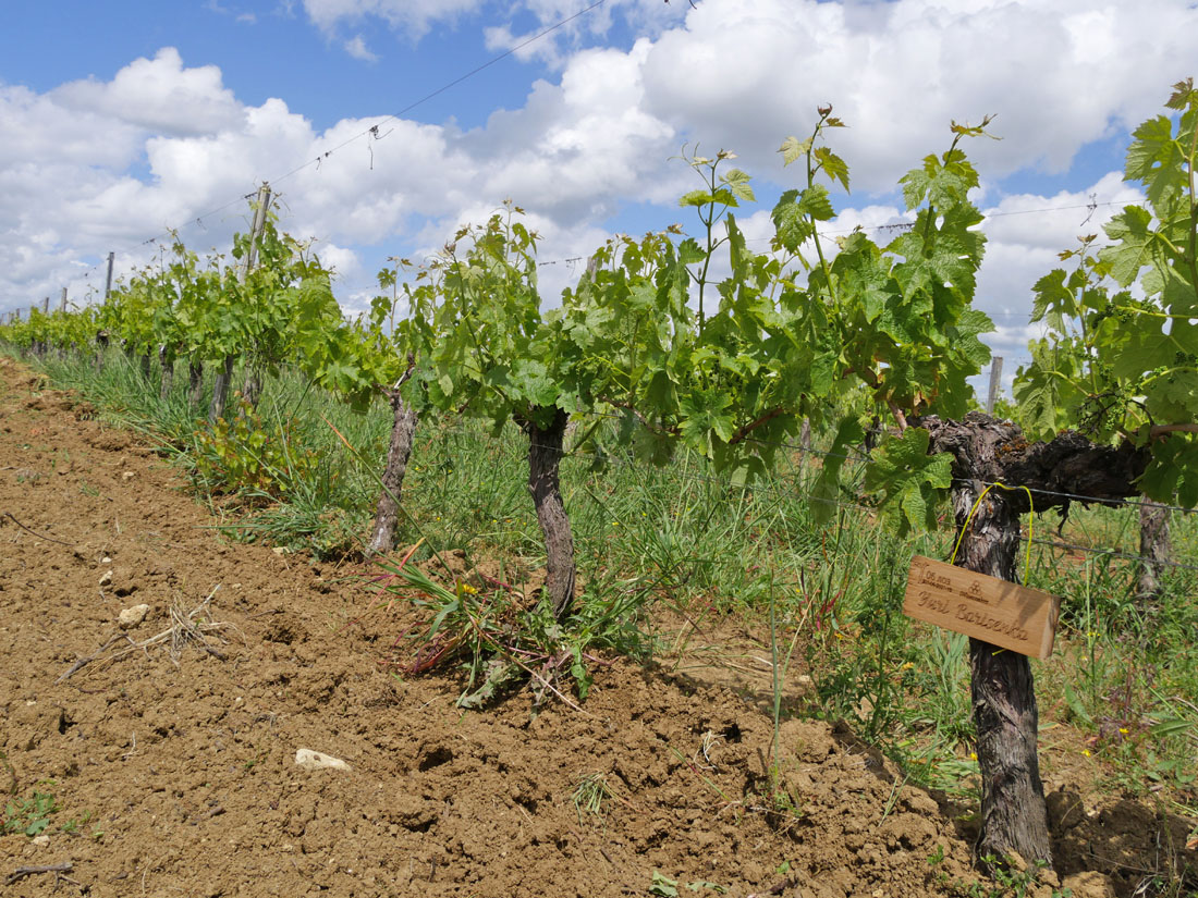 Виноградник на урожай